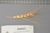 Click for 1 image(s) for this accession. Spike